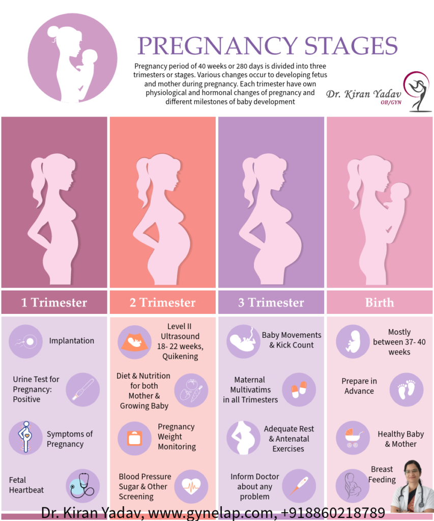 Pregnancy stages / trimester and Care and checkup during pregnancy